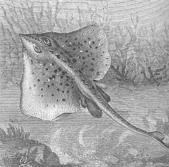 White Ray (Raia betis)
Subject: Rays (Fishes)
Tag: Fish