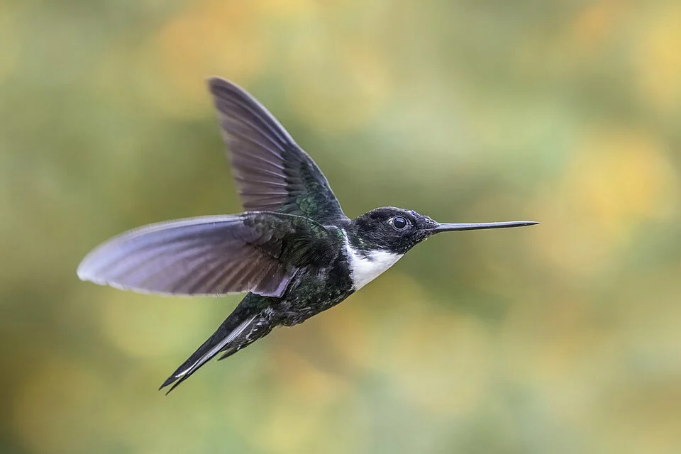 Collared inca (Coeligena torquata torquata) male, Reserva Ecologica Rio Blanco, Manizales, Caldas