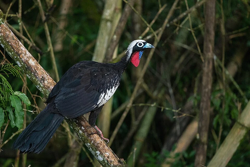 Black-fronted Piping Guan - Shreeram M V - Iguazu, Argentina