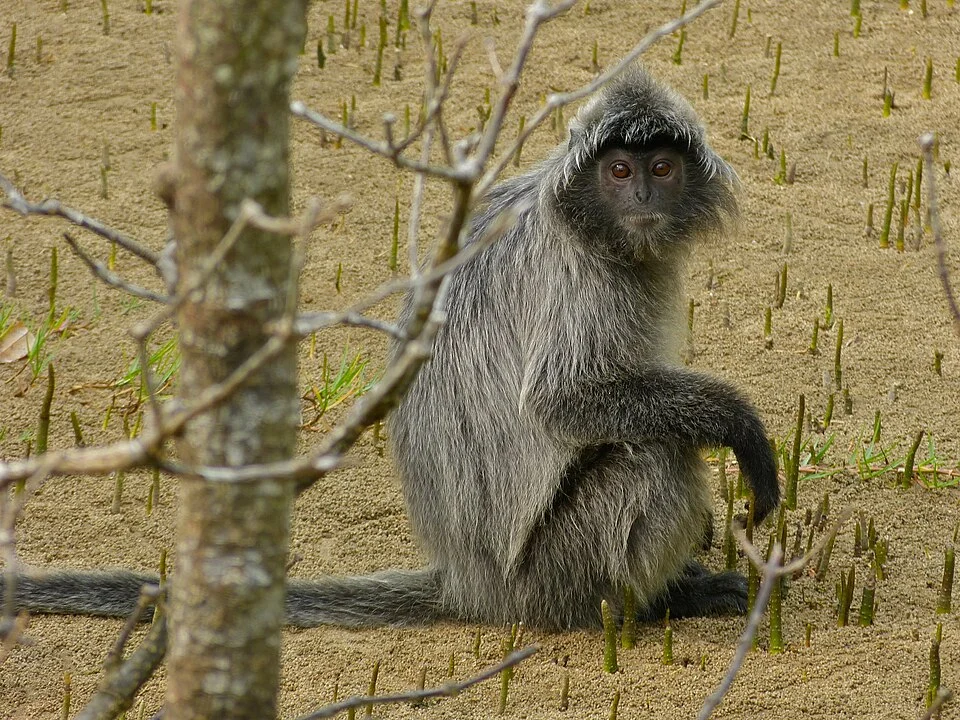 Bako NP, Sarawak, MALAYSIA