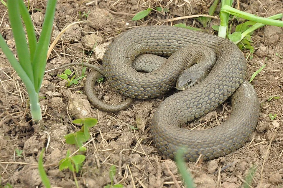 Culebra de collar adulta (Natrix astreptophora). Familia: Culubridae. Localizada en Ruente (Cantabria).