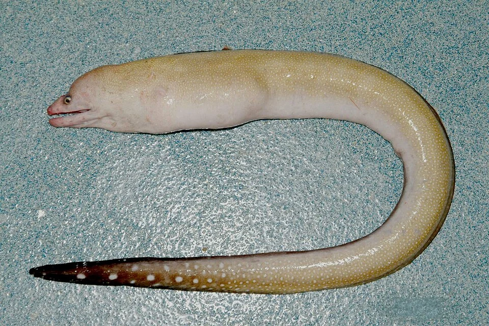 Gymnothorax kolpos from the Gulf of Mexico
