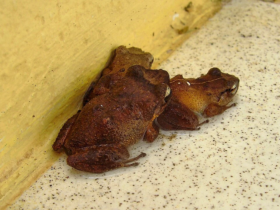 At Palm Tree House, Woodford Hill, Dominica, W.I.