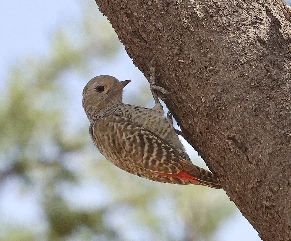 Dendropicos elachus, Podor, SN, 2025-10-20 (iNaturalist).