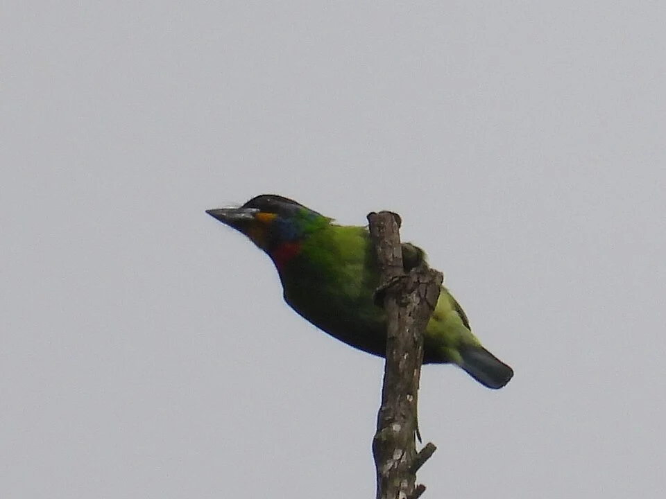 Psilopogon faber, Tai Po Kau, Hong Kong, 2021-04-06 (iNaturalist).