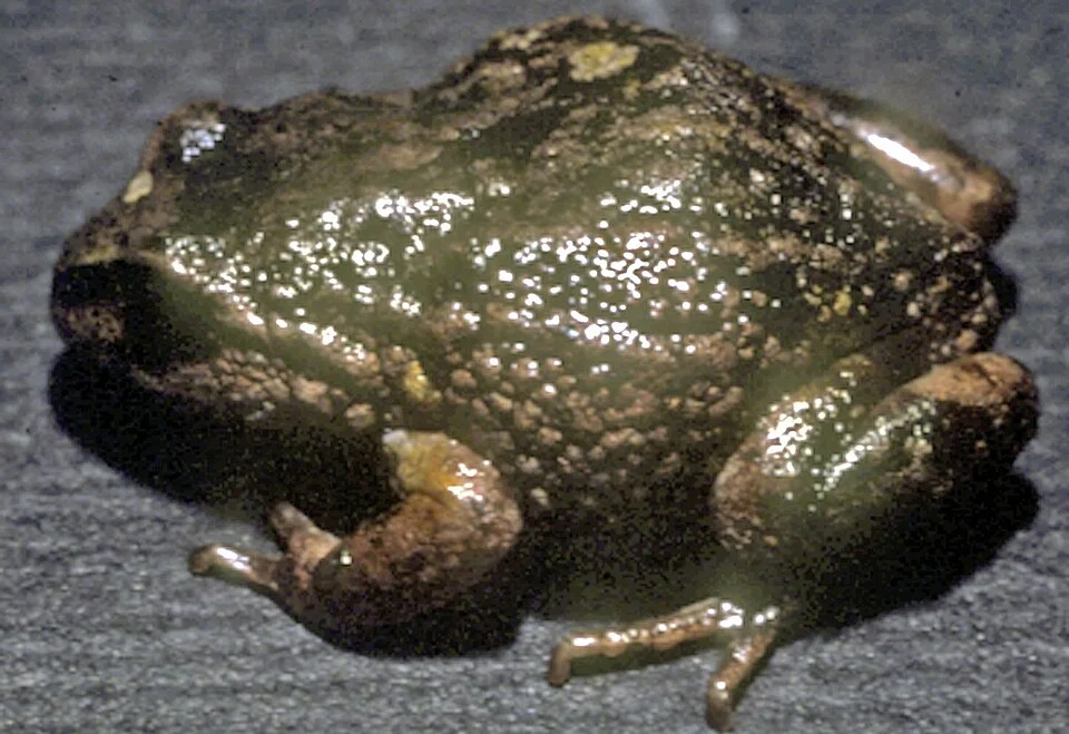 Pristimantis simonsii
