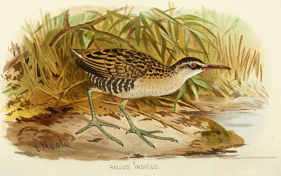 A painting of Rallus indicus by Edward Neale from Hume and Marshall's 1880 Gamebirds of India Burmah and Ceylon (volume 2). Reprinted in Frank Finn's 1915 Indian Sporting Birds.