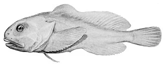 Neophrynichthys marcidus = Psychrolutes marcidus