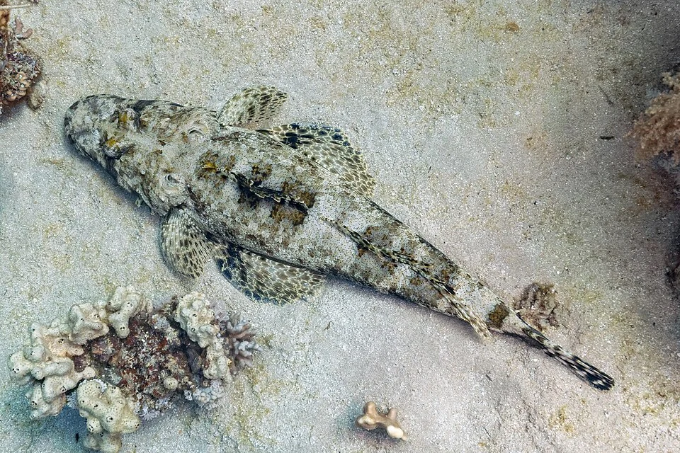 Tentacled flathead, commonly known as crocodilefish (Papilloculiceps longiceps), Ras Muhammad National Park, Red Sea, Egypt. This species can be found in the western Indian Ocean, including the Red Sea and the Mediterranean, having invaded as a Lessepsian migrant through the Suez Canal. The tentacled flathead is a well camouflaged, ambush predator of fish and crustaceans and the maximum published total length for this species is 70 centimetres (28 in), although 50 centimetres (20 in) is more typical.