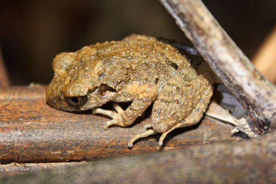 Leaf-litter Toad, (Leptolalax liui).

Taken in Tai Po Kau.