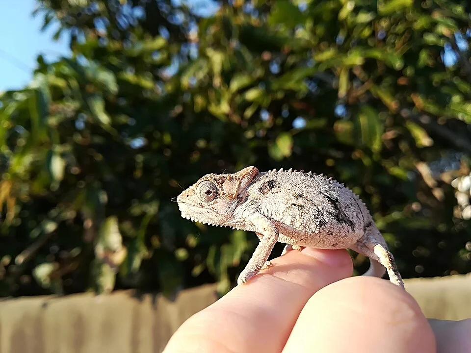 White ,grey and brown Southern dwarf chameleon found in Port Elizabeth, Eastern Cape, South Africa