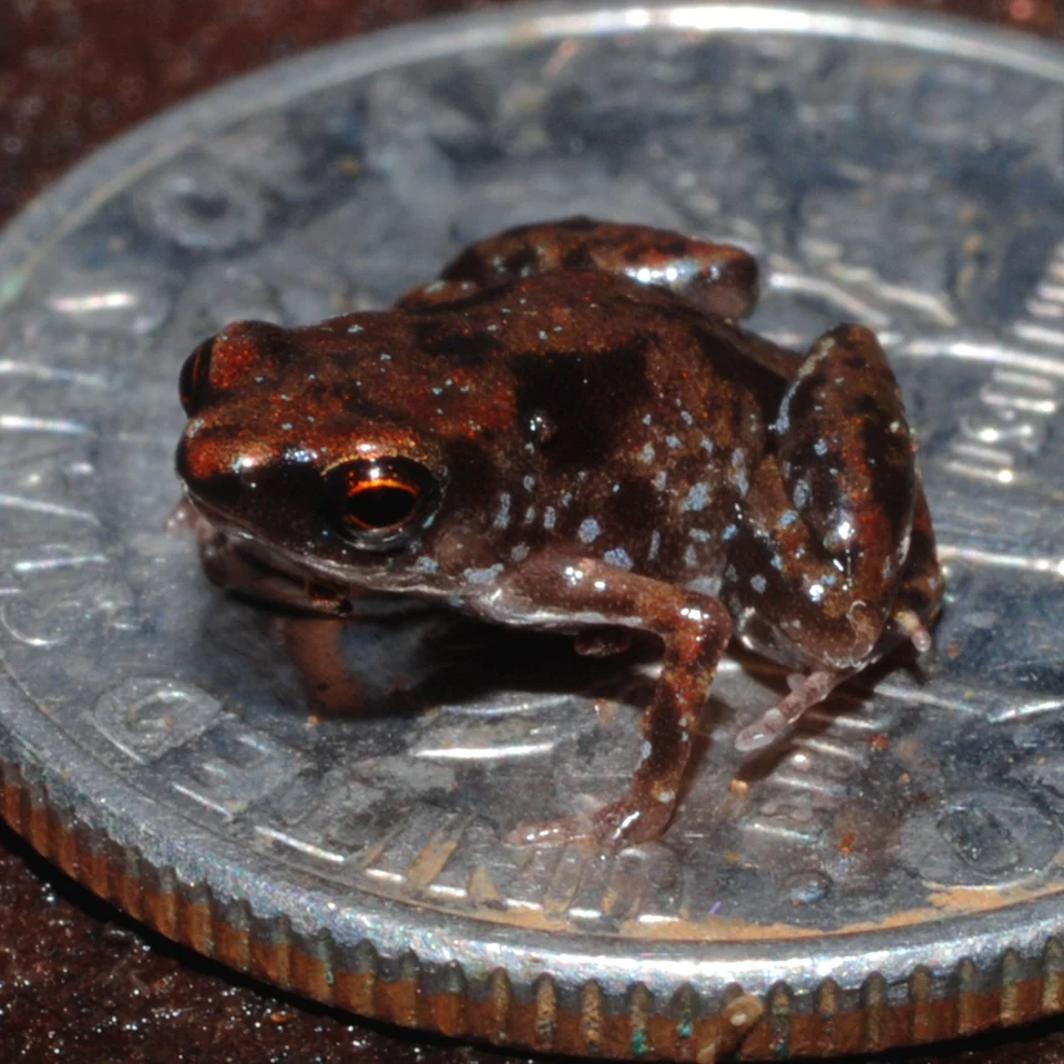 Photograph of a paratype of Paedophryne amanuensis (LSUMZ 95004) on U.S. dime (diameter 17.91 mm).
