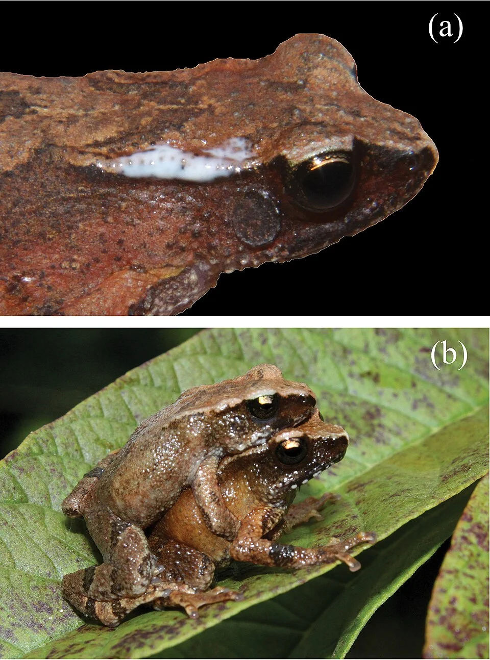a A live, uncollected specimen of Blythophryne beryet gen. et sp. n. showing milky white secretion from the parotoid gland b Amplecting pair (live, uncollected) of Blythophryne beryet gen. et sp. n. showing axillary amplexus.