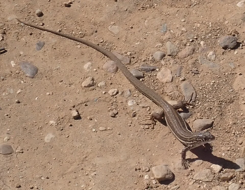 Striped Scrub Lizard (Nucras taeniolata)