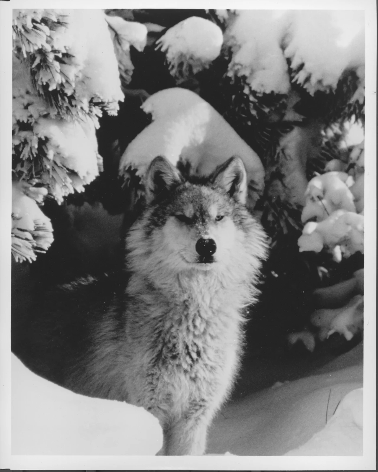 Gray wolf, Canis lupus, sitting beneath snow-covered branches, circa1995