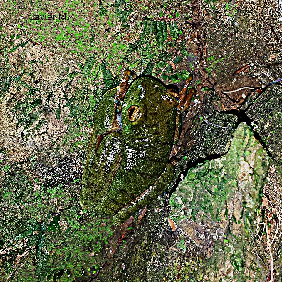 Hypsiboas heilprini durante la nohe llamando a suparej.
