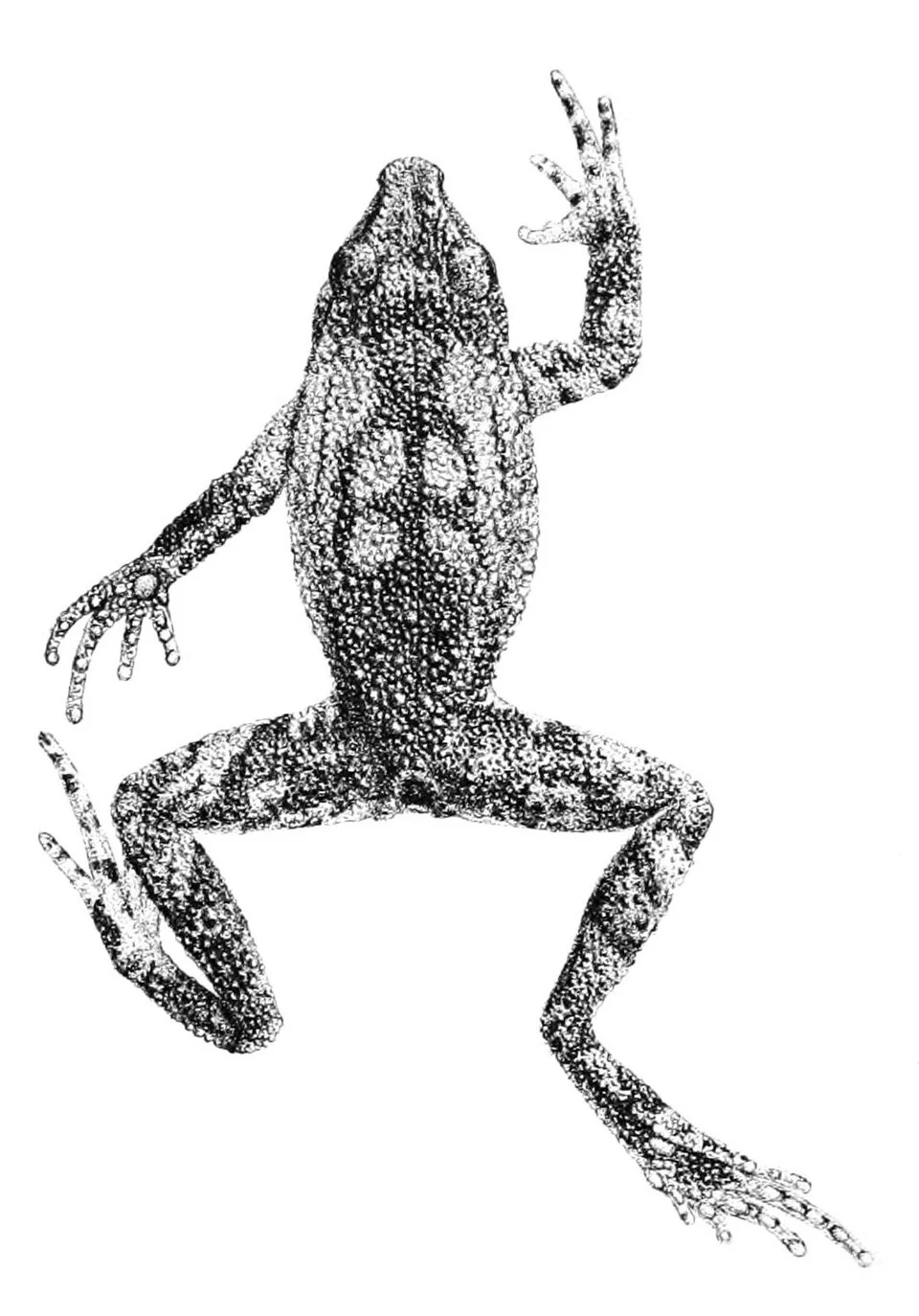 Phryniscus proboscideus = Rhinella boulengeri - upper view