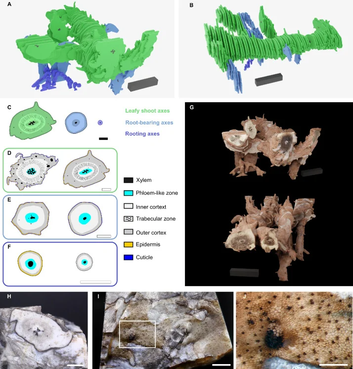 Fossil-based reconstruction, anatomical sections and specimen photographs of Asteroxylon mackiei in Hetherington and coauthors’ figure 1