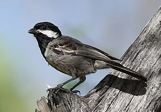 Melaniparus cinerascens at Elephant Sands Lodge, Botswana.
