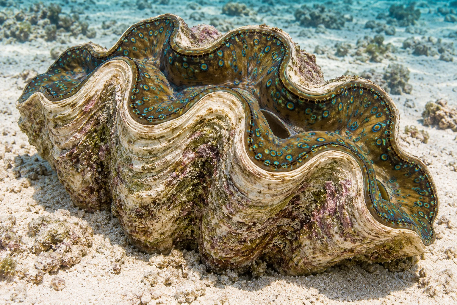 True giant clam study