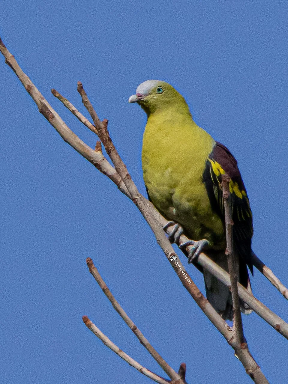 A perched Philippine Green Pigeon. Photographed by Albert Abadicio.