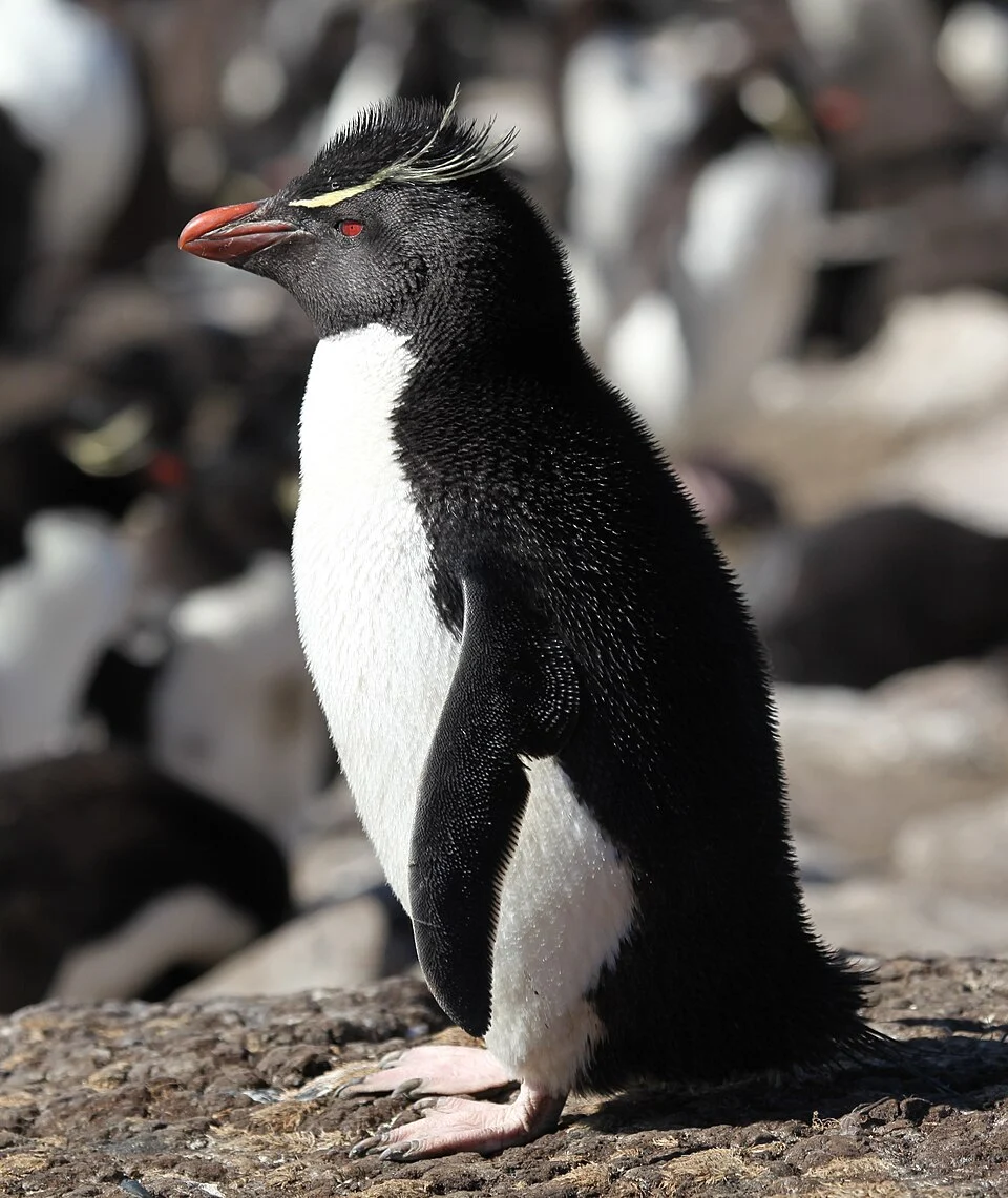 In the Falkland Islands.