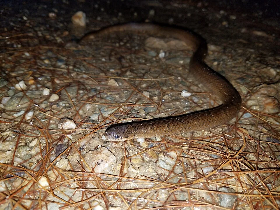 Degenhardt's Scorpion-eating Snake (Stenorrhina degenhardtii)
