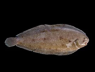 Dover Sole from the Belgian coastal waters.