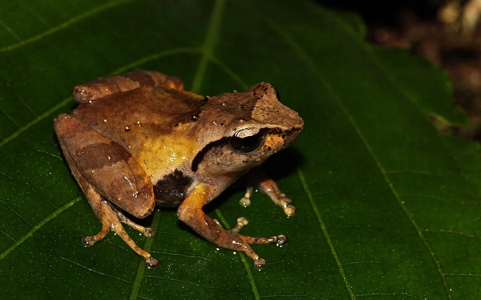 Pseudophilautus caeruleus, commonly called blue thigh shrub frog, is a species of frogs in the family Rhacophoridae. It is endemic to Sri Lanka.