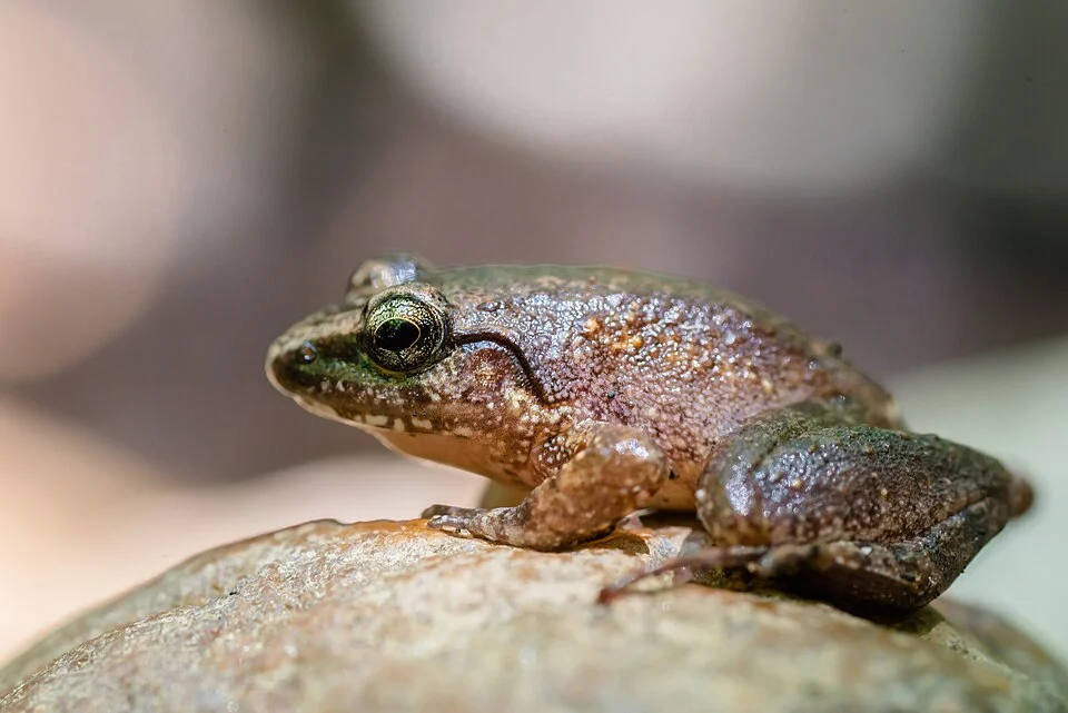 Limnonectes hascheanus - Ko Lanta National Park, Thailand
