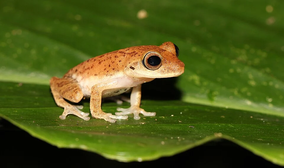 Pseudophilautus auratus is a species of frog in the family Rhacophoridae, endemic to Sri Lanka.