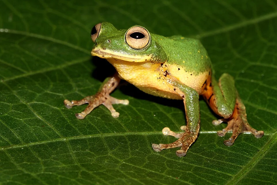 Raorchestes flaviventris