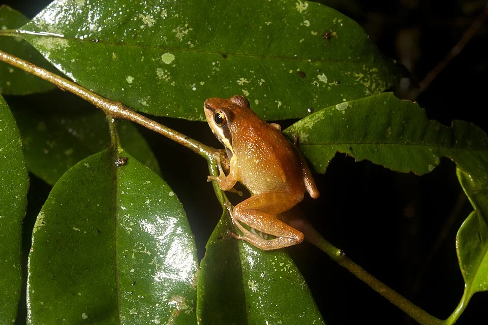 Gephyromantis enki