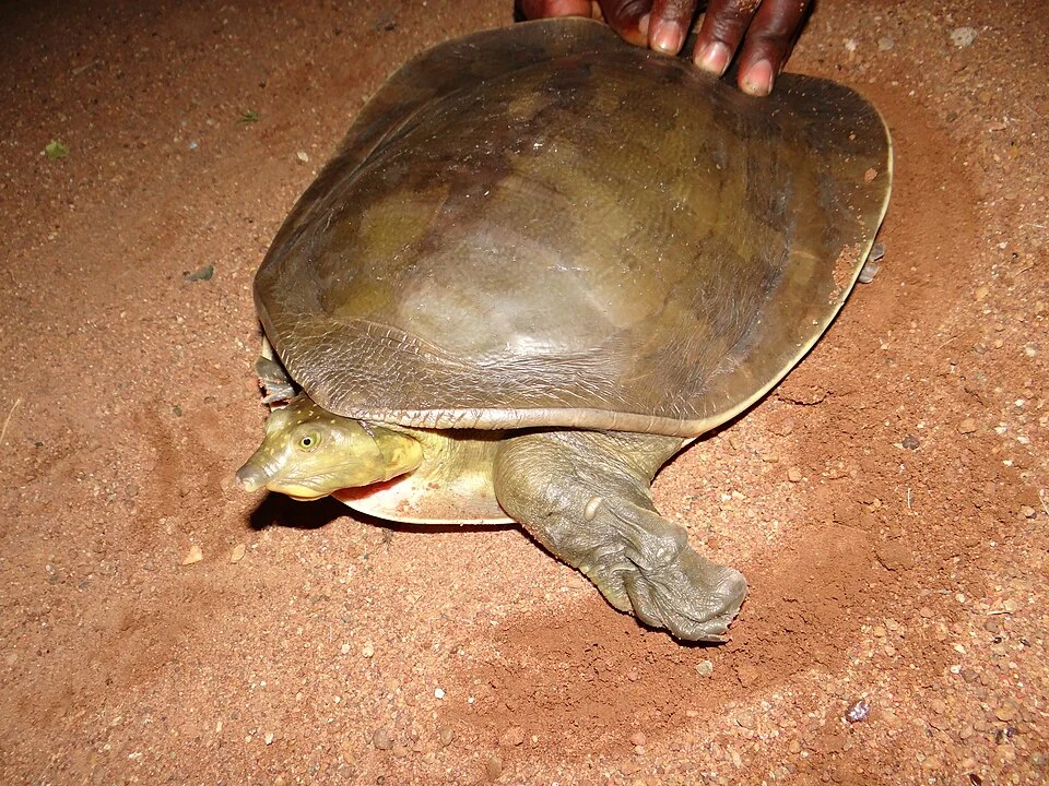 Photo credit to Tomas Diagne / African Chelonian Institute
The United States and eight African nations have submitted a proposal to include six species of African and Middle Eastern softshell turtles in Appendix II of CITES.