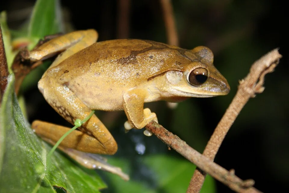 Brown Tree Frog, Polypedetes megacephalus.
Taken in Wu Kau Tang.