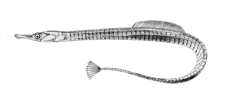 Syngnathus rostellatus