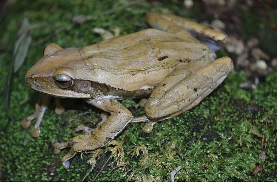 Female Polypedates leucomystax (KU 330233) from the crater of Mt. Cagua. Photo: JS.
