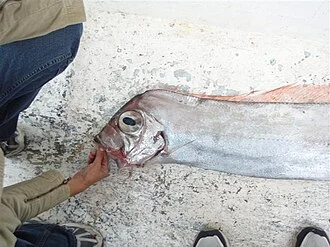 Trachipterus arcticus collected in USA.