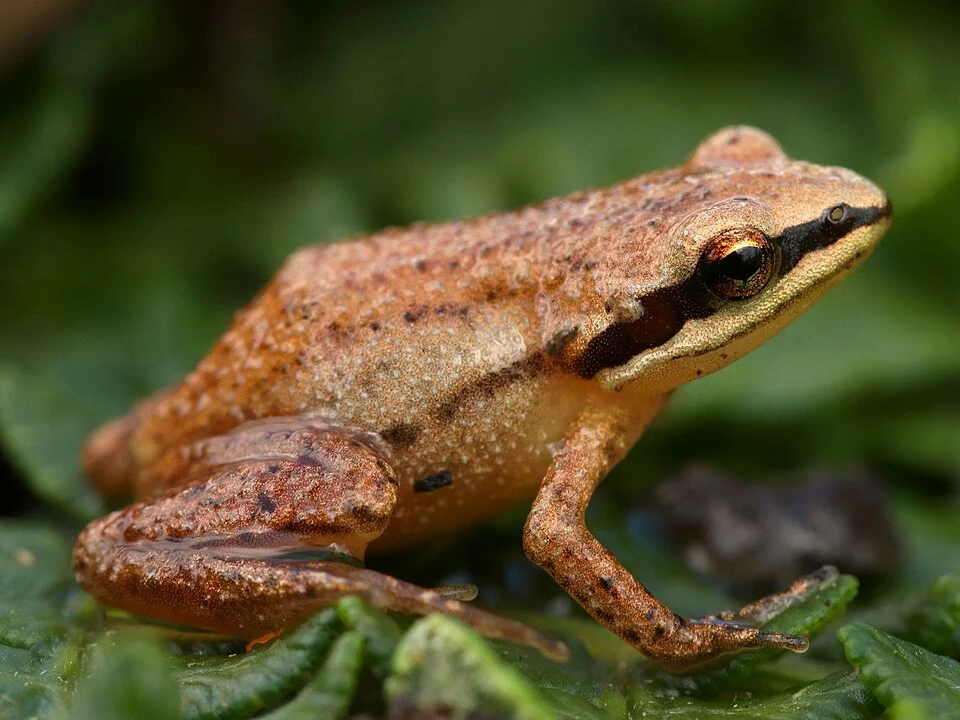 Mistbelt Moss Frog (Anhydrophryne ngongoniensis). Species of amphibian.