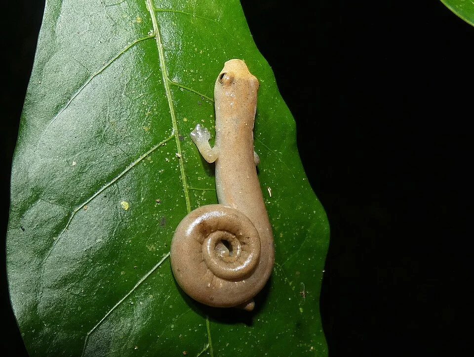 Camp Sasardi Salamander (Bolitoglossa cuna)