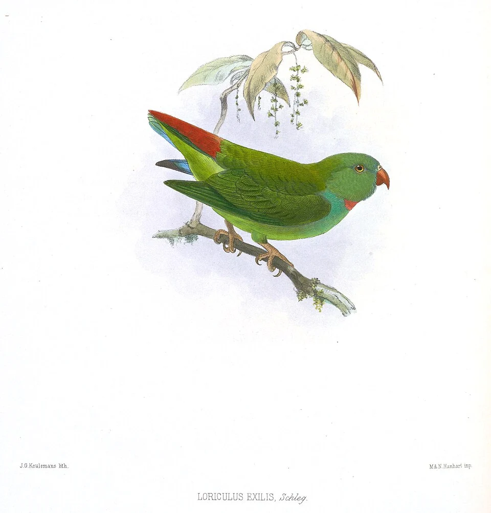 Loriculus exilis