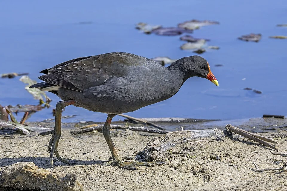 Dusky moorhen (Gallinula tenebrosa tenebrosa), Centennial Park, Sydney, NSW, Australia