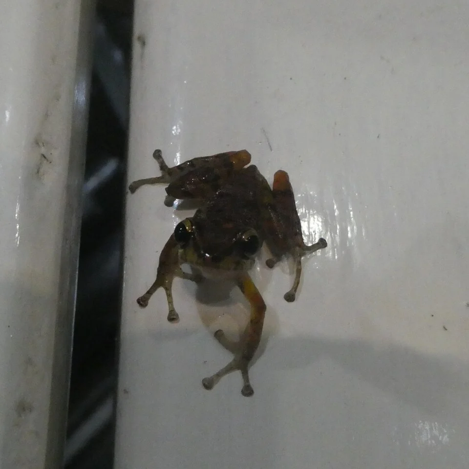 Photo of Watchful Rainfrog (Pristimantis nyctophylax) uploaded from iNaturalist.