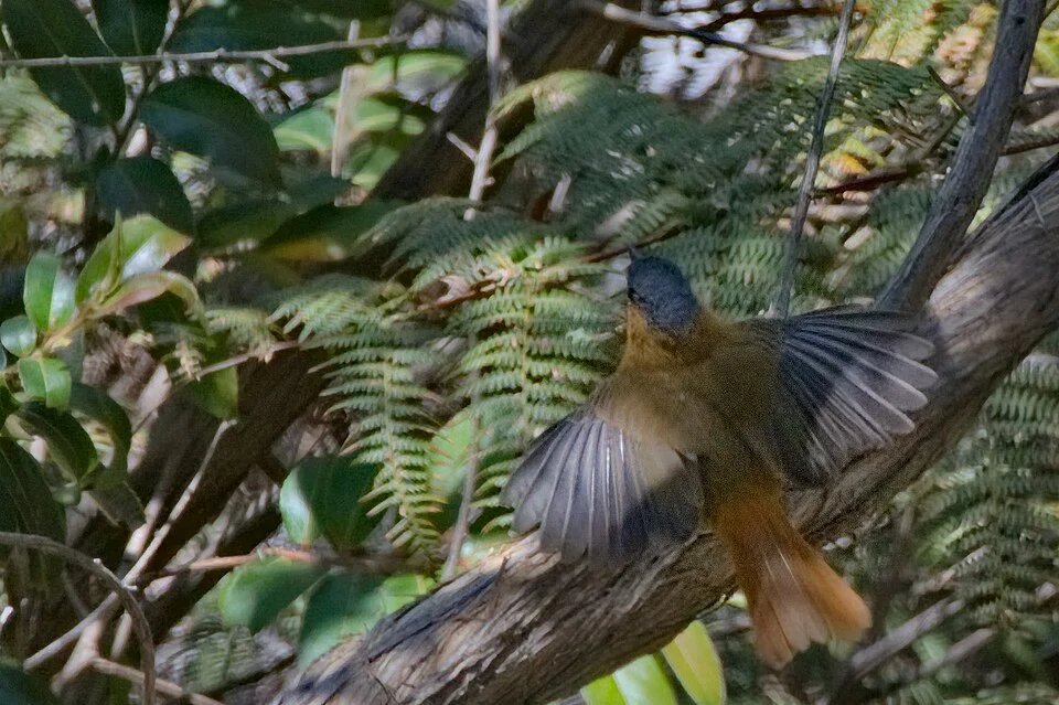 Bocage's Akalat