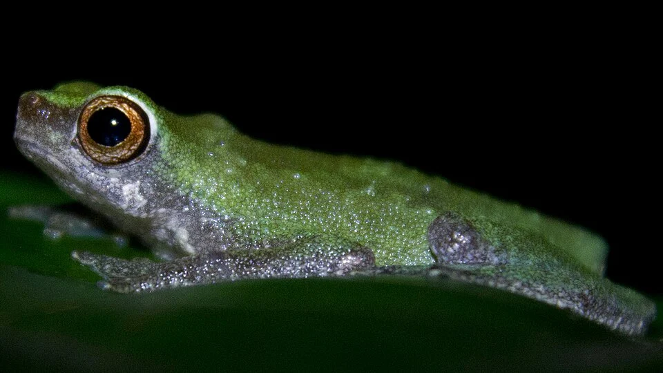 Nectophryne batesii. Nkam, Cameroon