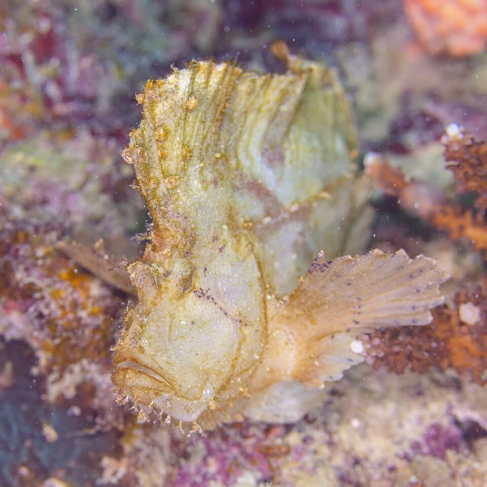 Leaf scorpionfish (Taenianotus triacanthus), Mahé, Seychelles