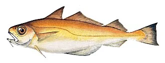 Trisopterus minutus