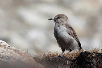 The species Ground Tit had been photographed from north Sikkim, India on 16.10.2019.