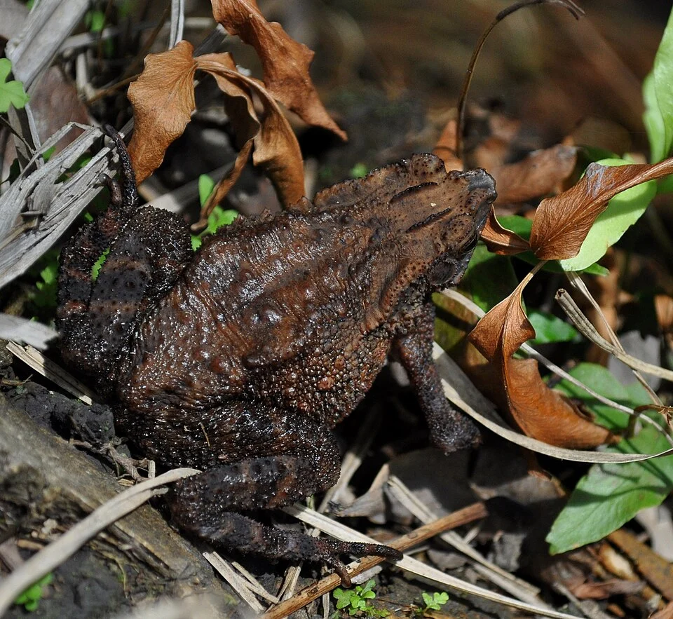 Swamp toad (Ingerophrynus quadriporcatus).  From Sambas, West Kalimantan, Indonesia.