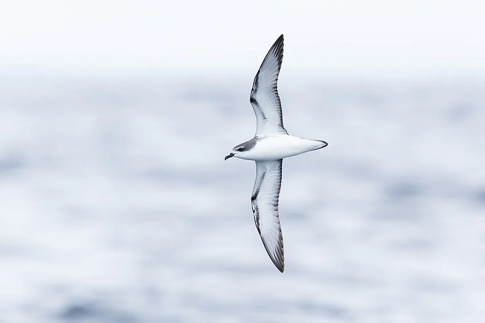 Cook's Petrel